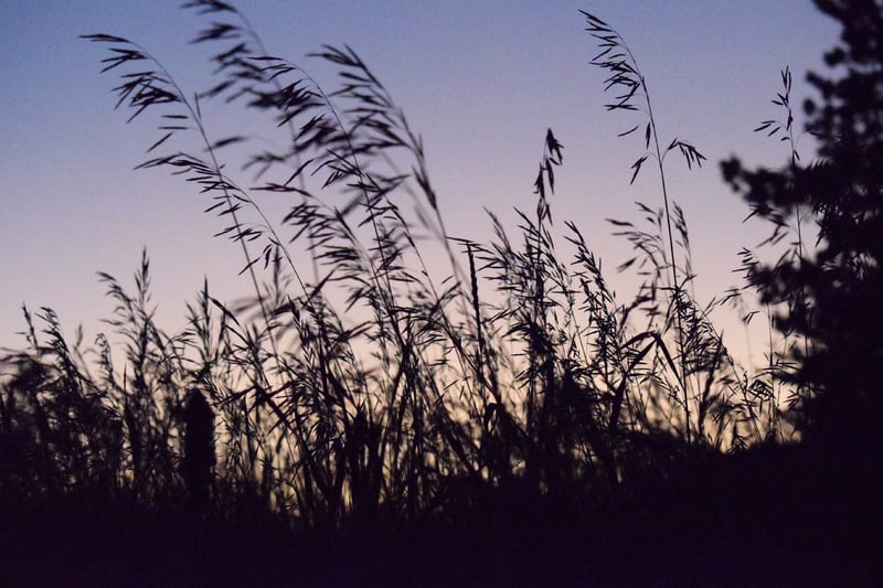 grassy field at sunset